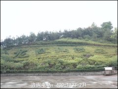 重庆市龙凤山墓园位置地址在巴南区哪里？