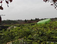 四川绵阳市江油市墓地|江油市陵园|江油